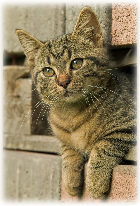 Ein begehrter Spielplatz für kleine Kater