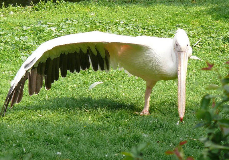 Ein Bein und ein Flügel genügen