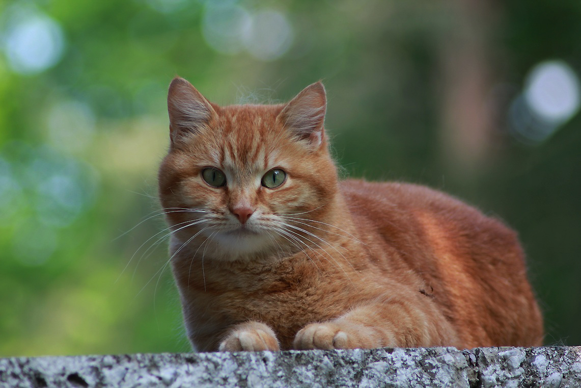 Ein bekanntes Gesicht