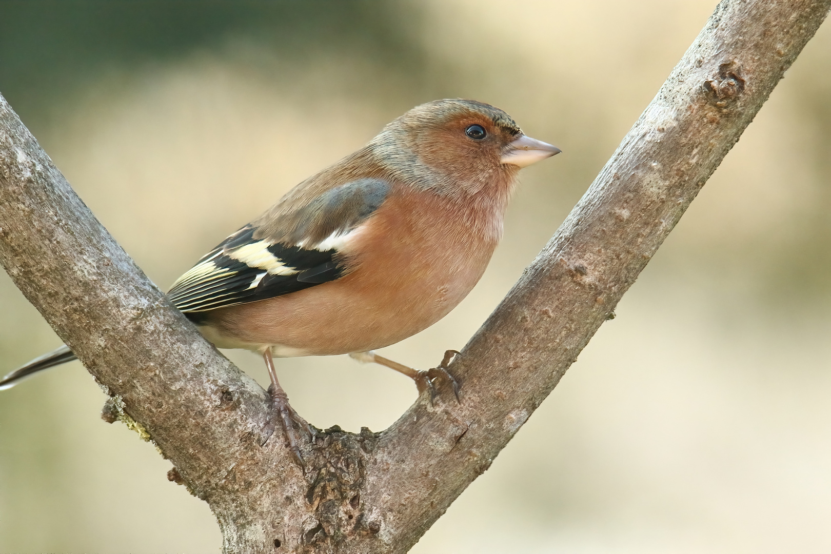 Ein belesener Vogel