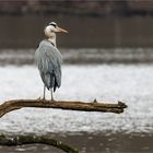 Ein beliebter Ansitz, nicht nur für Möwe  .....