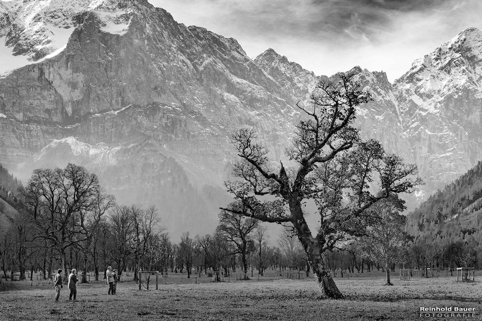 Ein beliebter Fotobaum im großen Ahornboden