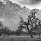 Ein beliebter Fotobaum im großen Ahornboden