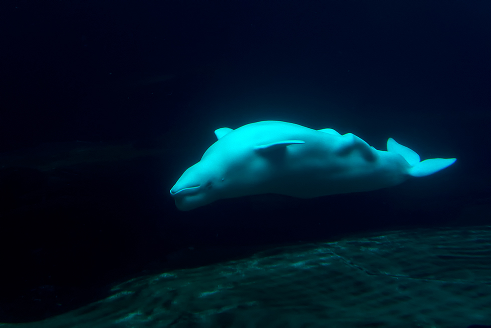 ein beluga im zoo