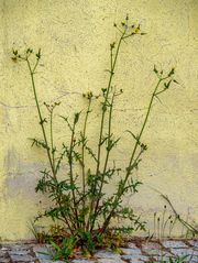 ein bemitleidenswertes blümchen...