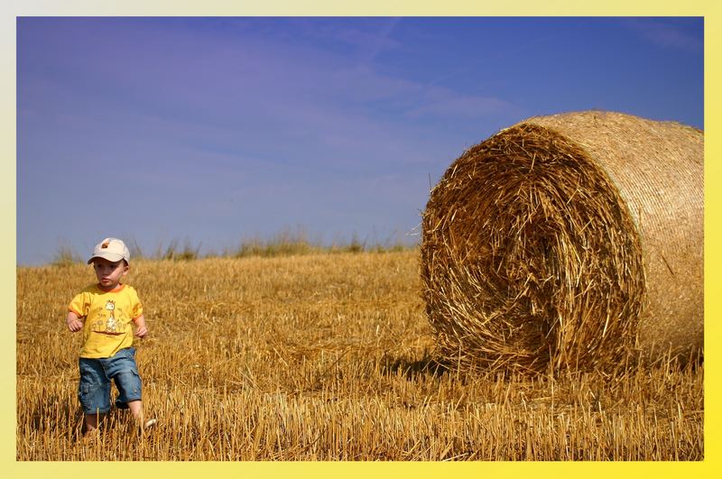 Ein Ben im Kornfeld...