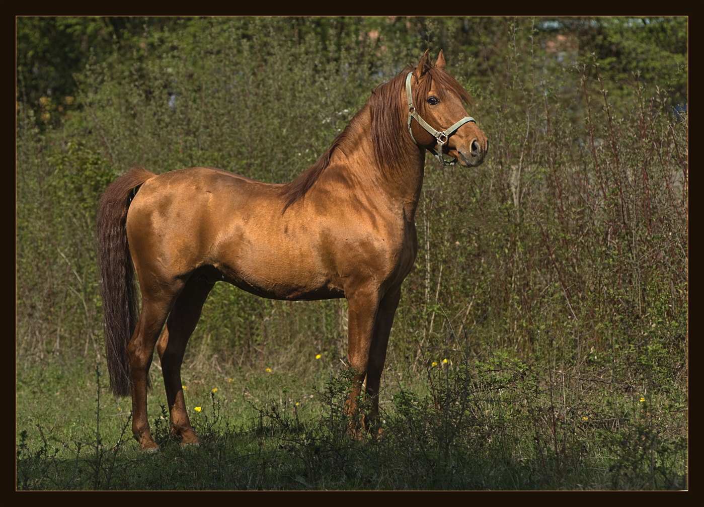 Ein Berber-Hengst