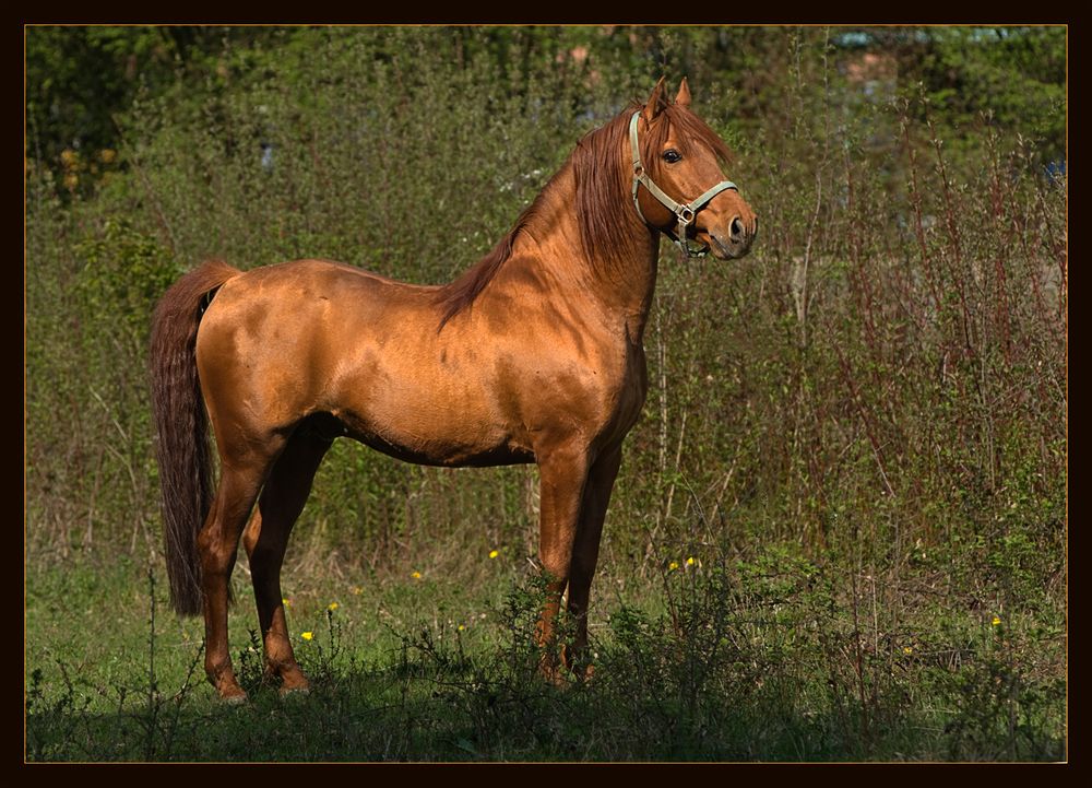 Ein Berber-Hengst