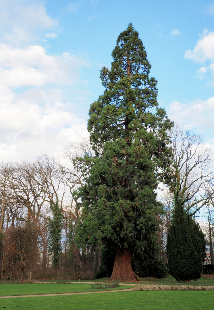 Ein Berg Mammutbaum im Schlosspark… 