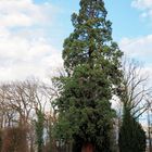 Ein Berg Mammutbaum im Schlosspark… 