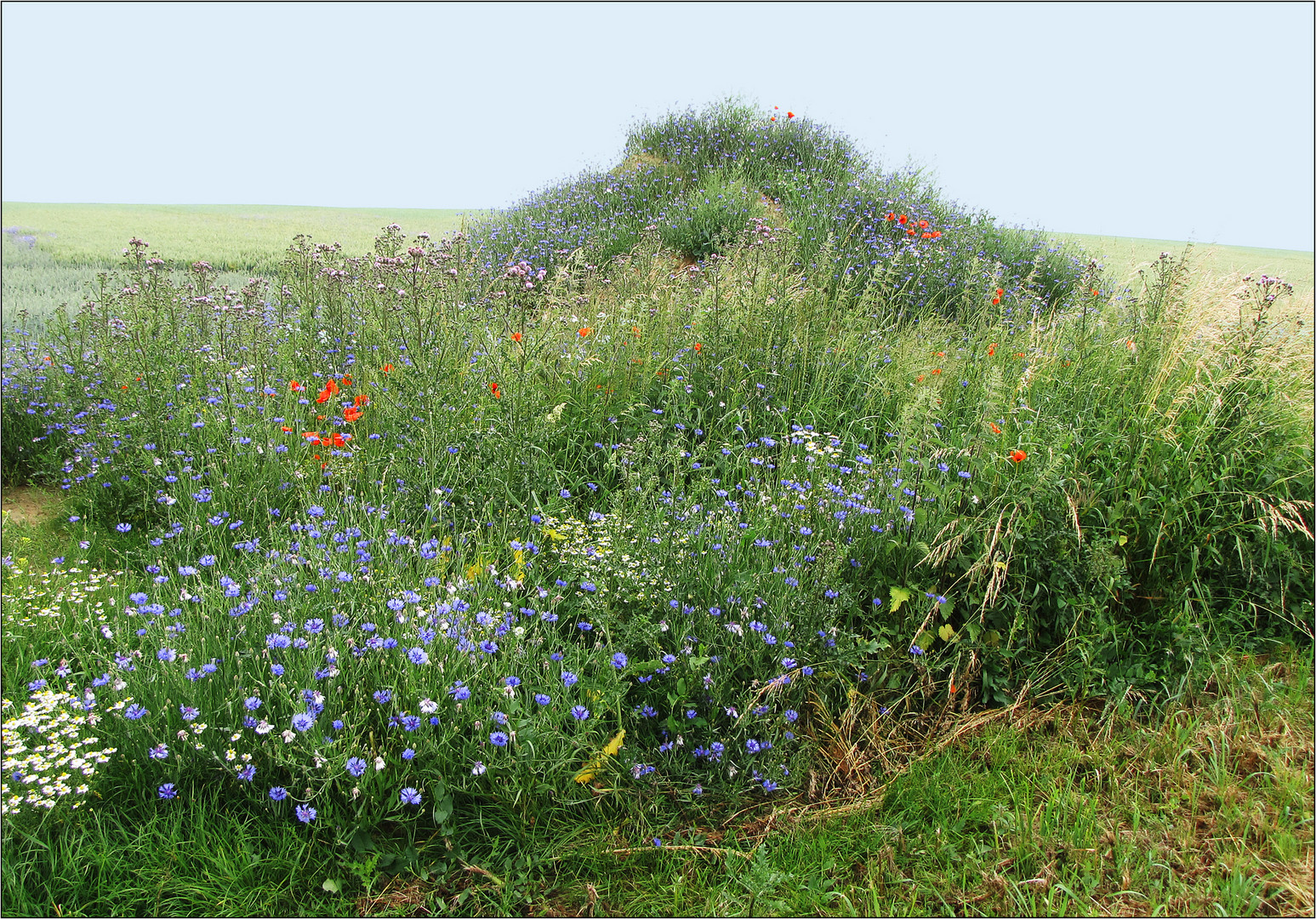 Ein Berg voller Blumen ... 