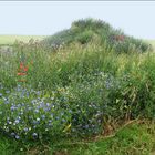 Ein Berg voller Blumen ... 