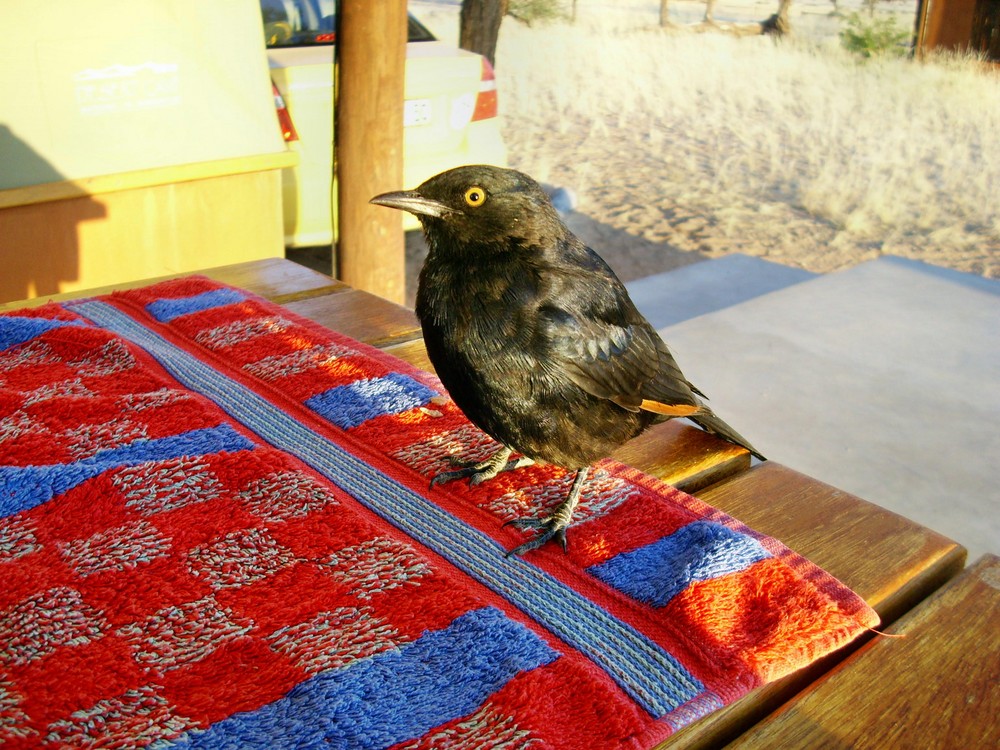 Ein Bergstar aus Namibia