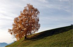 Ein bergsteigender Baum ?