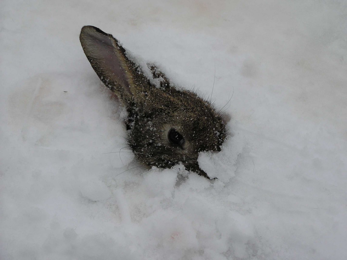Ein Berliner Kaninchen - Tod im Schnee
