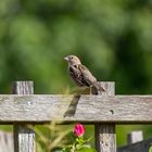 Ein Berliner Spatz