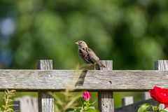 Ein Berliner Spatz