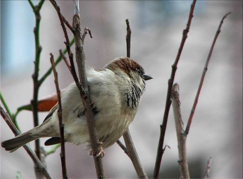 ... ein Berliner Vogel ...