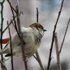 ... ein Berliner Vogel ...