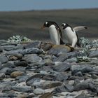 Ein beschwerlicher Weg, Eselspiguine auf dem Weg zum Meer.