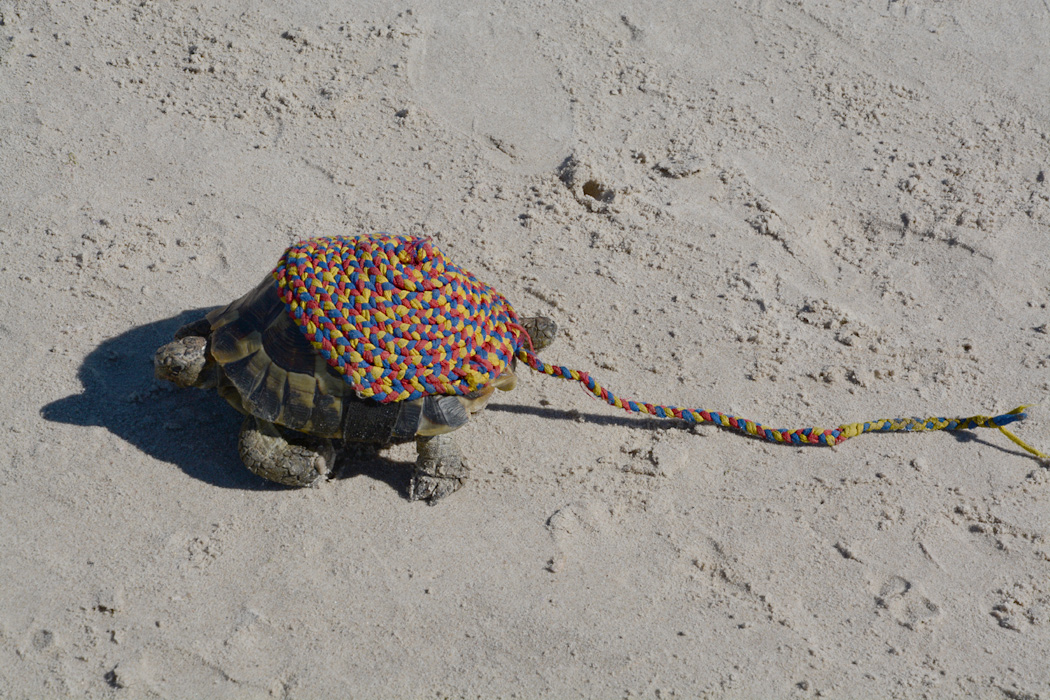 Ein besondere Strandwanderer