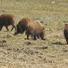 Ein besonderer Anblick: Die selten zu beobachtenden  Buschschweine