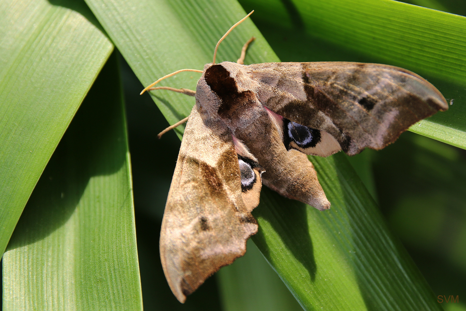 Ein besonderer Besucher in meinem Garten