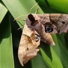 Ein besonderer Besucher in meinem Garten