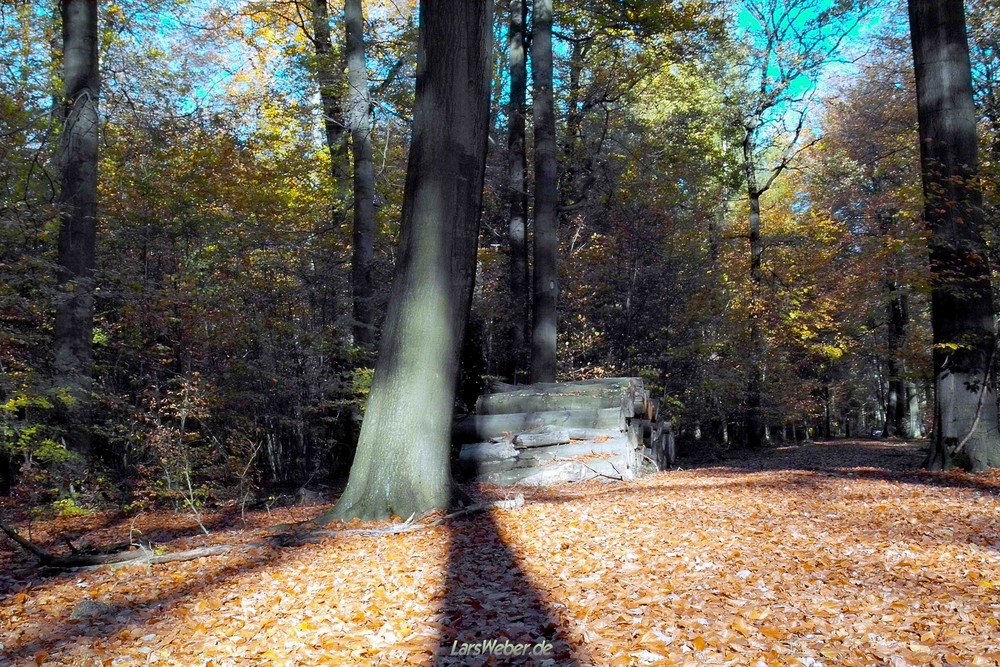 Ein besonderer Schattenfall im Buchenwald.