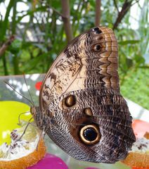 Ein besonderer Schmetterling .....