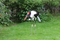 Ein besonderer Storch ein Sattelstorch 