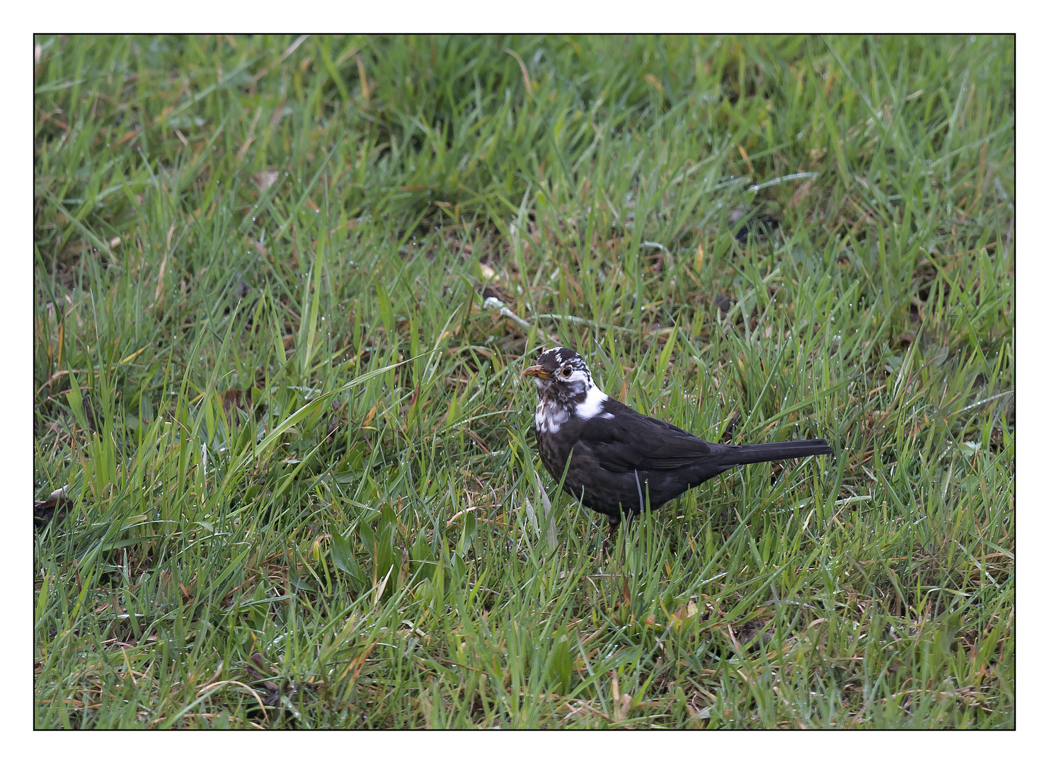 Ein besonderer Vogel.....