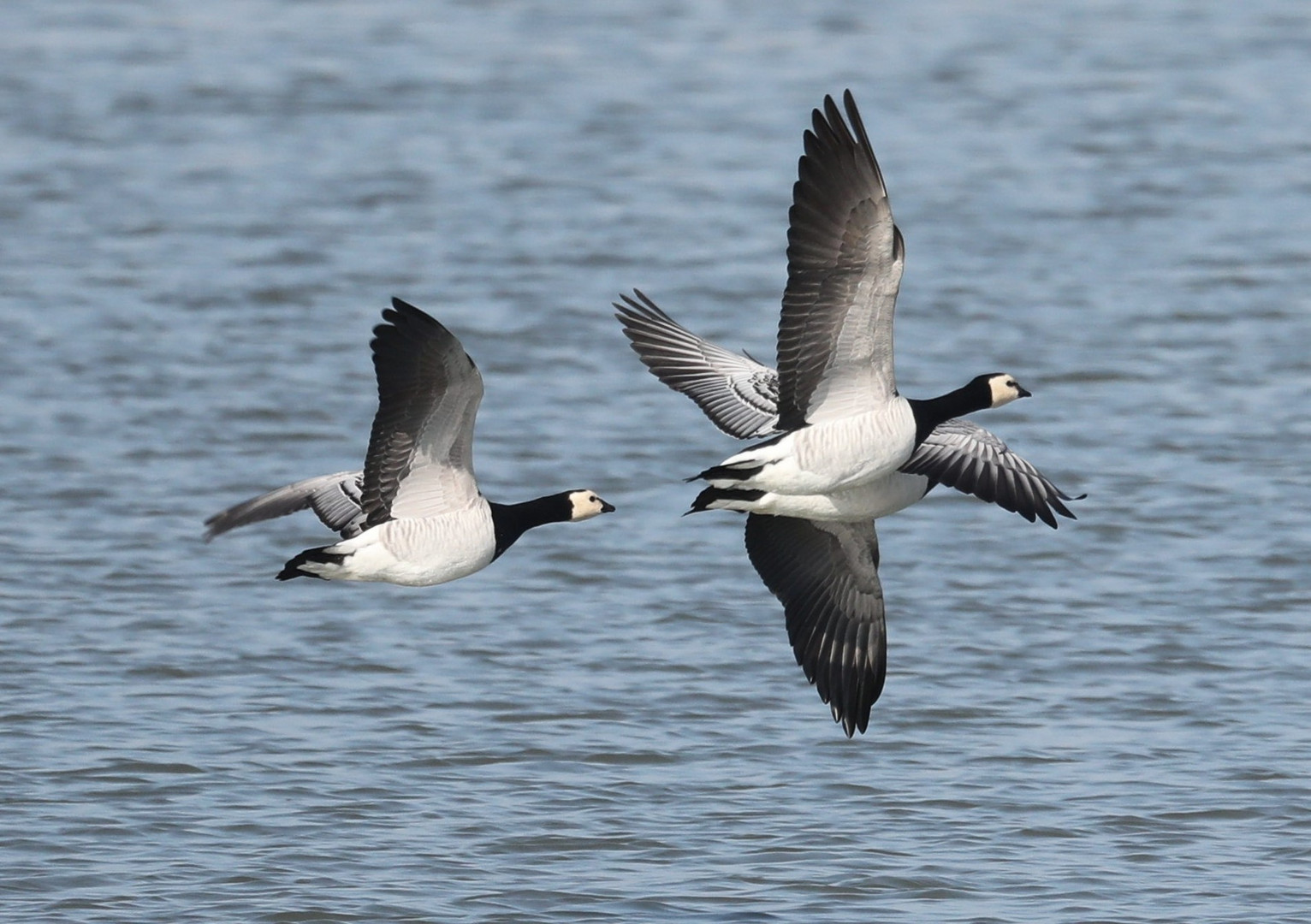 Ein besonderer Vogel