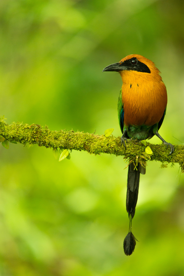 Ein besonderer Vogel