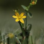 Ein besonderes Blümchen...