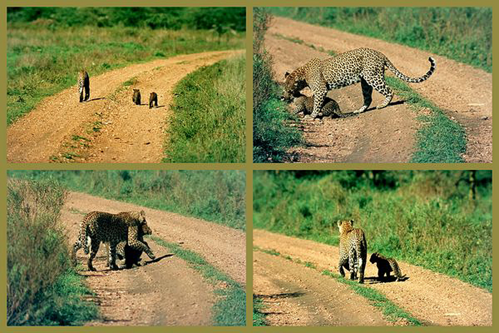 Ein besonderes Erlebnis mit einer Leopardin 1975