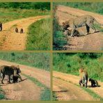 Ein besonderes Erlebnis mit einer Leopardin