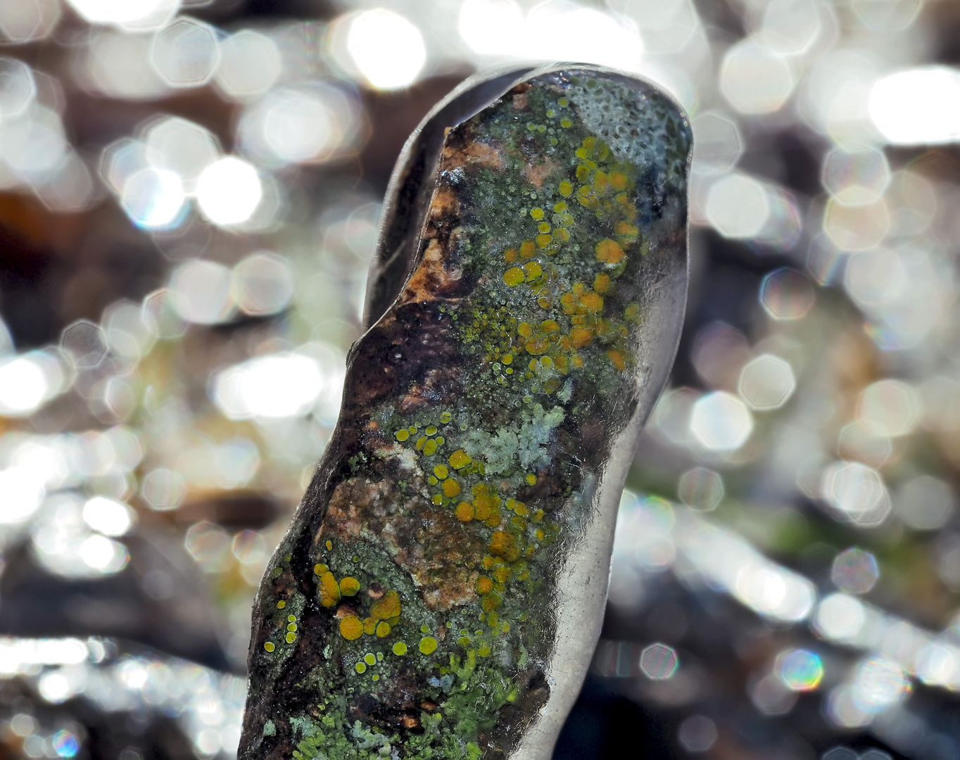 Ein besonderes Flechtenschmuckstück! - Branchette couverte de lichens et enveloppée de glace.