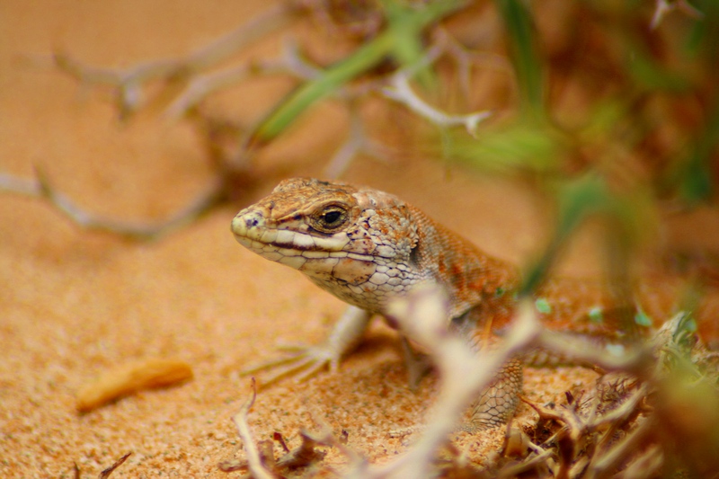 Ein besonderes Lebewesen am Strand auf Fuertevenutra