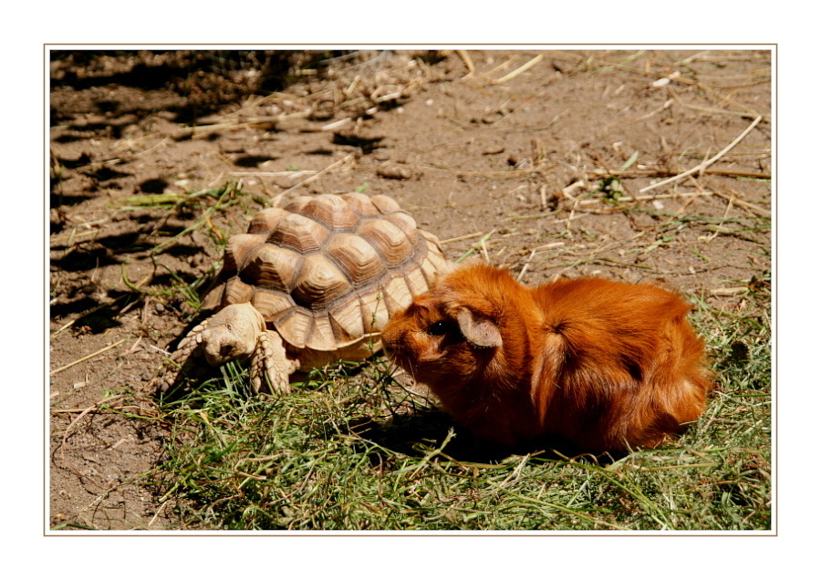 Ein besonderes Paar :-)
