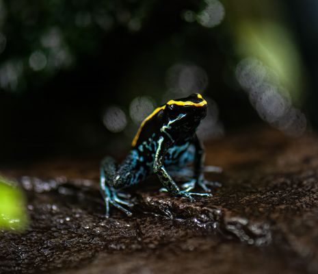 Ein besonderes Tierchen