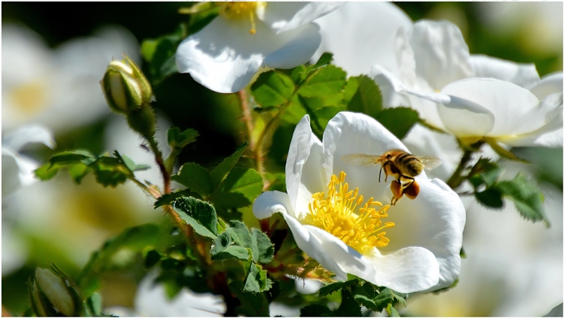 Ein besonders fleissiges Bienchen...