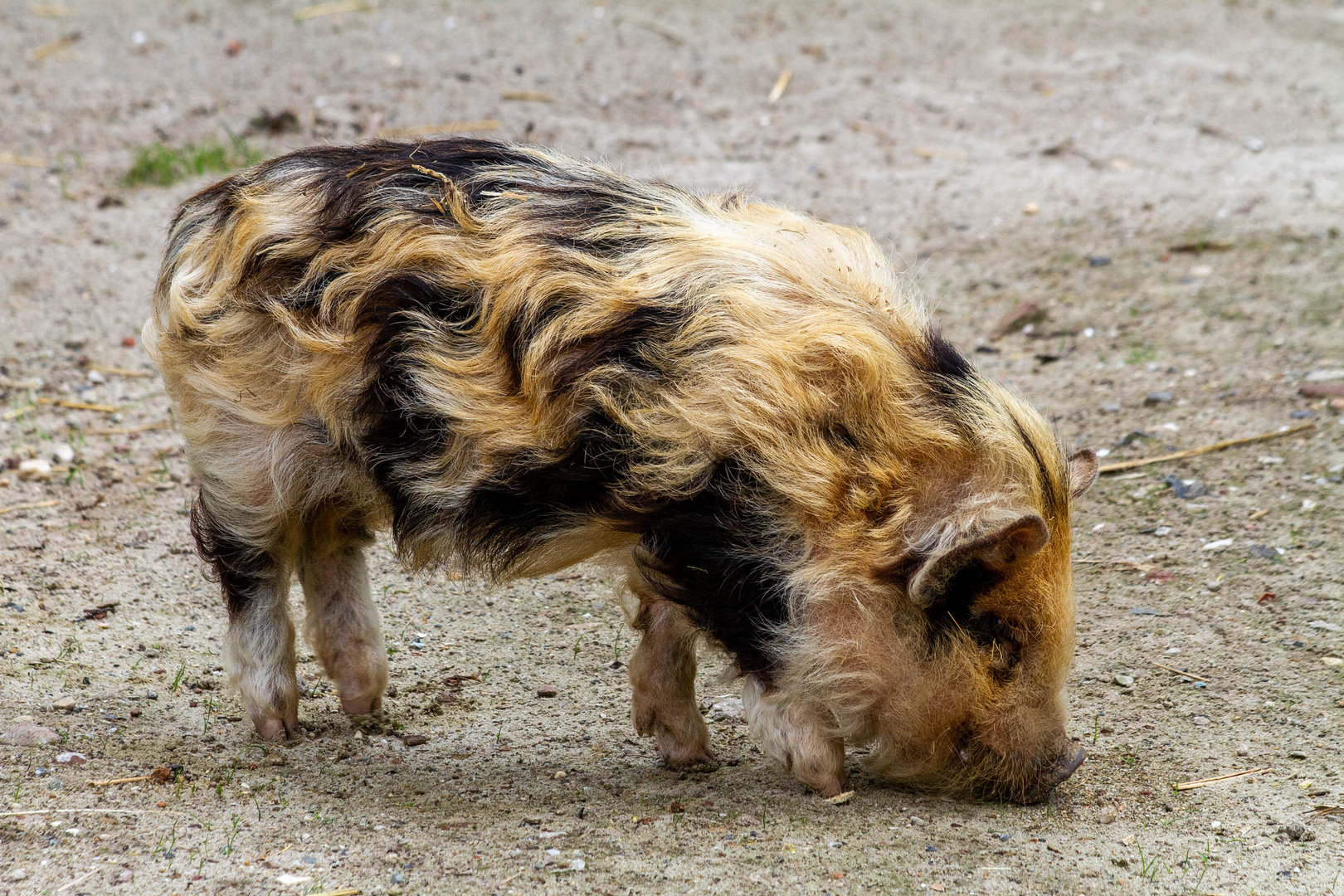 Ein besonders hübsches Schweinchen!