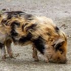 Ein besonders hübsches Schweinchen!