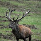 Ein besonders kapitaler Hirsch zieht auf meinen Hochsitz zu