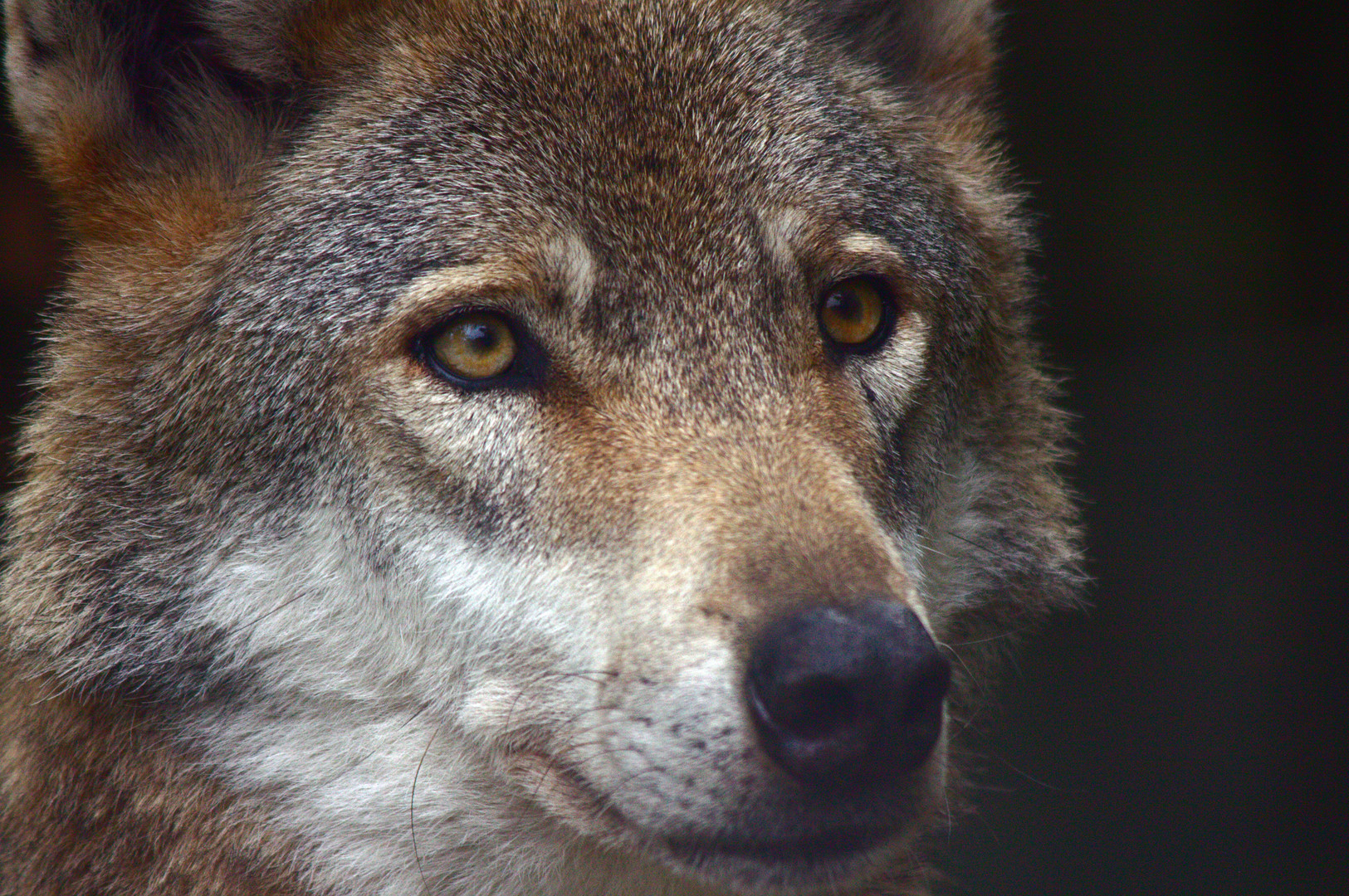 Ein besonders schöner Wolf