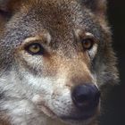 Ein besonders schöner Wolf