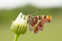 Ein besonders schönes Kärtchen :O)