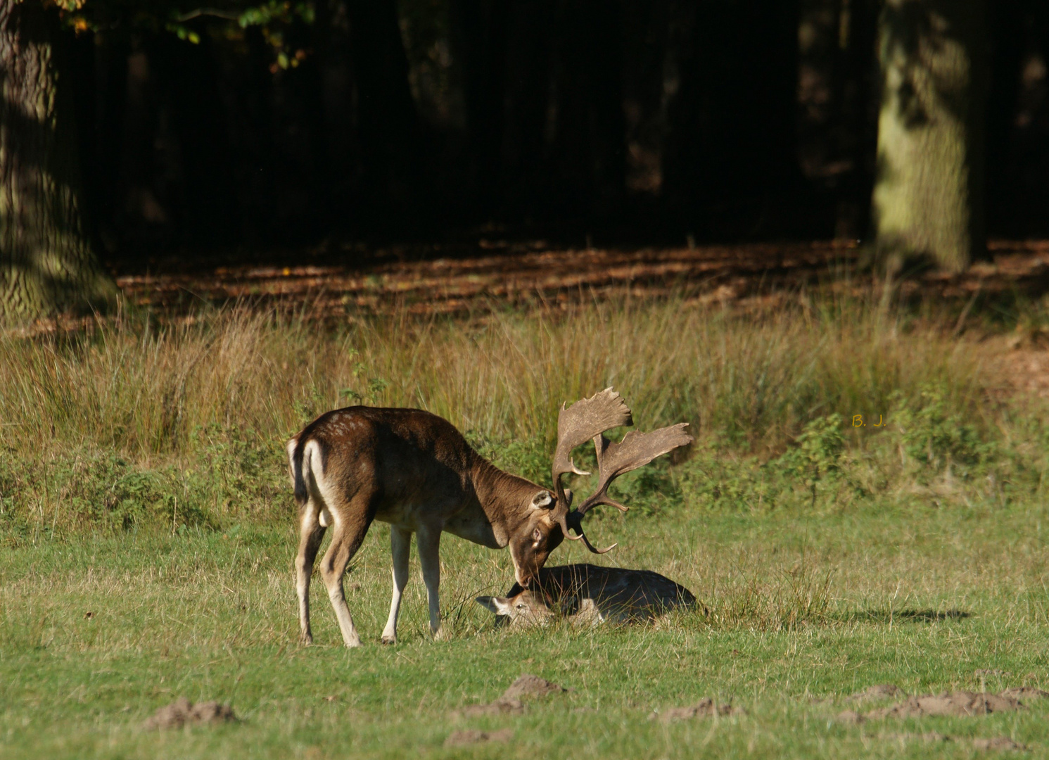 Ein besorgter Damhirsch.