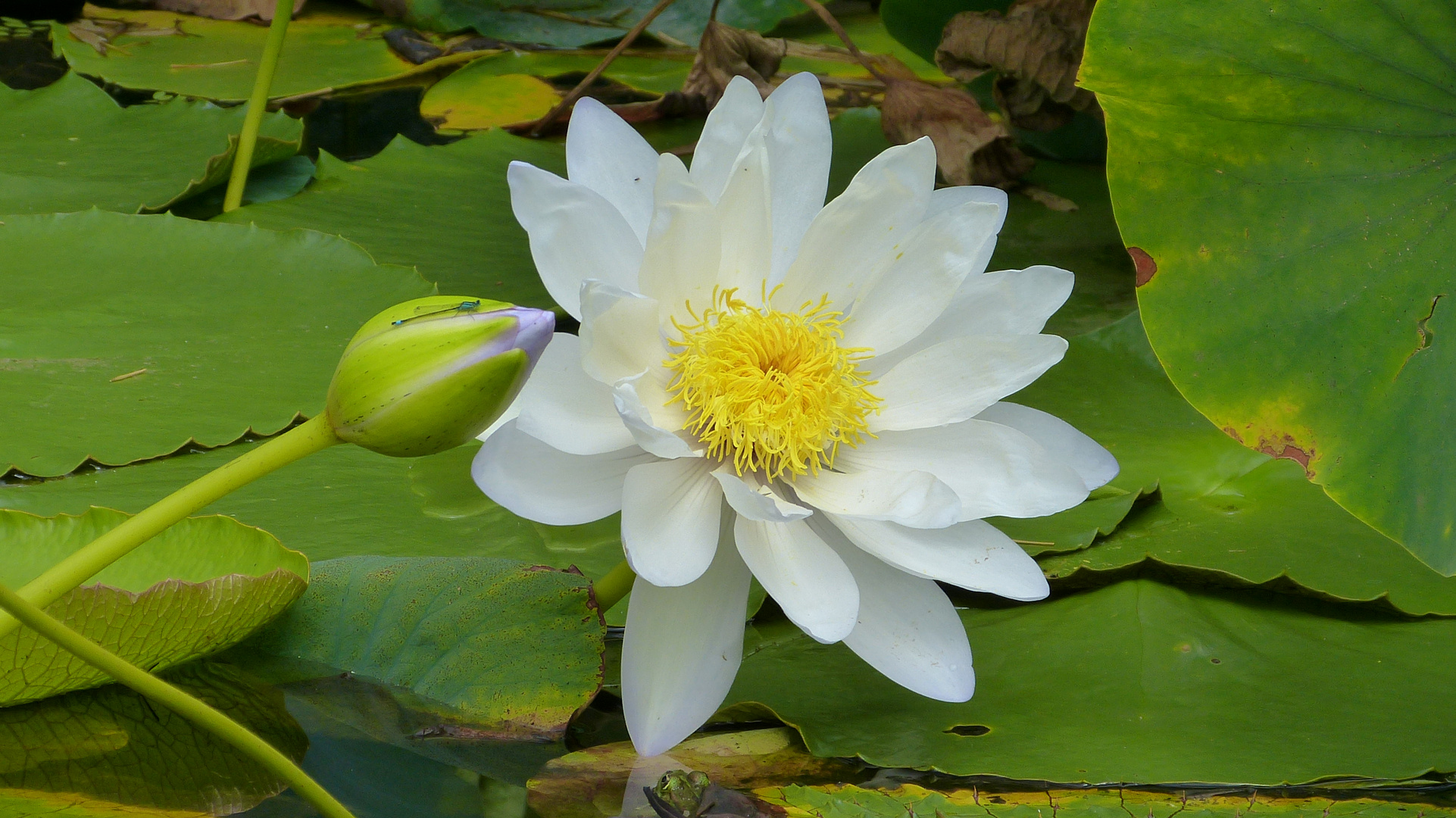 ein Besuch Foto & Bild | projekte, 3 - mittwochsblümchen, thementage